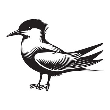recommend clip art: Common Tern Silhouette, Sterna hirundo Bird Clipart - Common Tern standing Illustration in black and white