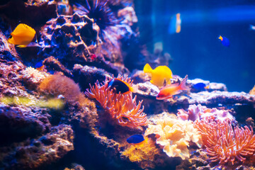 Tropical marine fish on a coral reef.