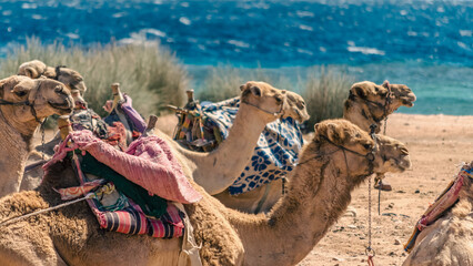 caravan lying camels in desert of Egypt Dahab South Sinai