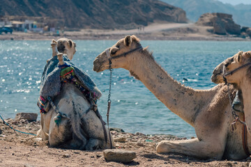 three camels on coast of sea in Egypt Dahab Blue Hole South Sinai