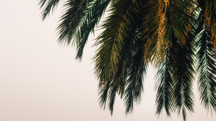 palm branches on a white background tropical background pattern
