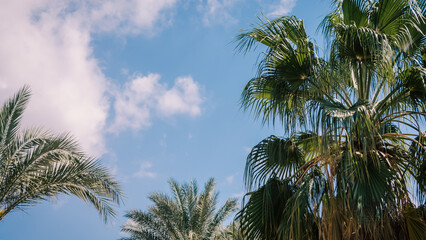 palm leaves against the blue sky and white clouds in Egypt Dahab South Sinai