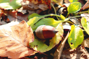 地面に落ちてるどんぐり