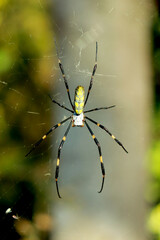 獲物を待つ女郎蜘蛛