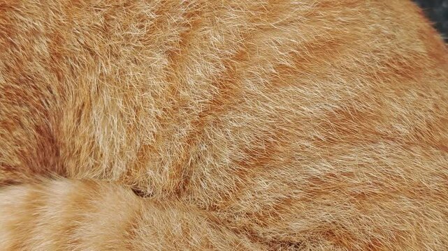 A background of a belly breathing orange cat fur. Sleeping cat.