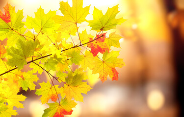 Calm fall season. Maple tree leaves on sunny beautiful nature autumn landscape. Horizontal autumn banner with  Maple leaf of red, green and yellow color