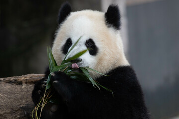 Funny Pose of Playful Panda, Yu Ai, Chongqing Zoo