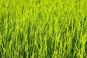 Obraz premium view of green rice field