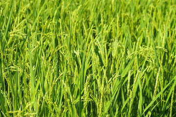 Agriculture yellow rice ear of rice growing in a rice field