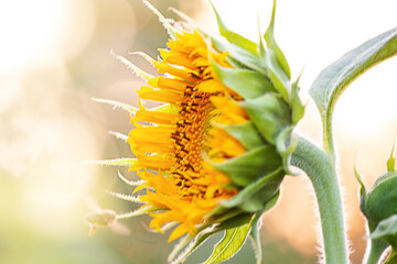 A sunflower flower and a bee flying to it. Fine focus line on sunflower