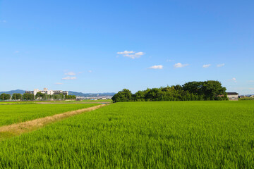 Midsummer, Japanese rural landscape, rice fields, grasslands, agriculture
