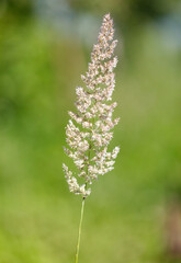 Close-up of a spike on a herbaceous plant