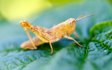 Grasshopper green vegetation in nature. Macro