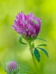 Purple clover flowers in nature. Macro