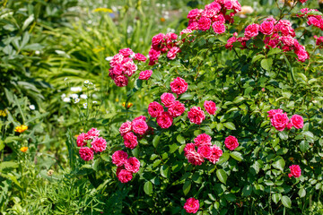 Close-up of pink roses in nature