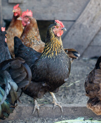 Black chickens and roosters in the chicken coop