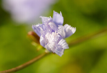 Blue cornflowers flowers in nature. Close-up
