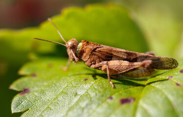Grasshopper green vegetation in nature. Macro