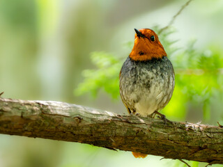 森の中の木陰で枝に留まって静かに周りを見渡しているコマドリの雄