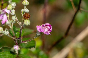 Wild blackberry flower with dew