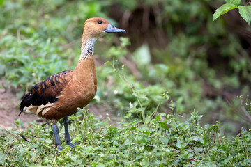 Yellow goose in a clearing