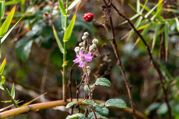 Wild blackberry flower with dew