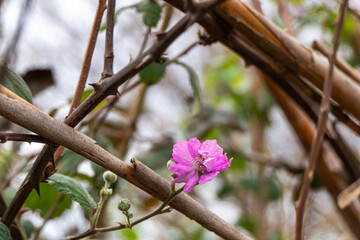 Wild blackberry flower with dew