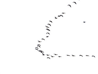 Wild ducks flock of birds flying in V formation blue sky beginning of autumn