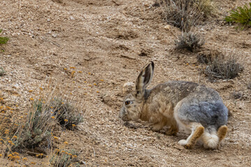 A woolly hare siting alert with its ears up next to a rock at high altitude mountains of Ladakh, India.