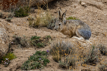 A woolly hare siting alert with its ears up next to a rock at high altitude mountains of Ladakh, India.