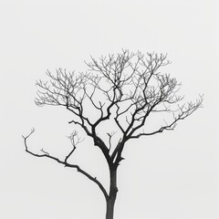 Fototapeta premium A lone, bare tree stands against a white sky. Its branches reach up like skeletal fingers, creating a stark and minimalist image.