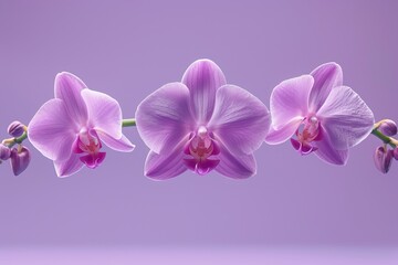 Obraz premium Levitating Orchids - Purple Background, Hyperrealistic Studio Photography, Minimalism and Negative Space 