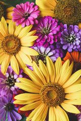 Beautiful colorful blooms of zinnias and sunflowers, top down view. Natural floral texture for background. Many summer blossoms.