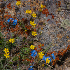 Fossil formed on rocks with flowers in the foreground at a high-altitude mountain pass called Warila at Ladakh, India.
