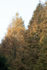 Fototapeta premium Autumn Concept, The scenery of yellow leaves on the mountain