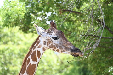 動物園のキリン