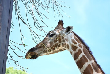 動物園のキリン