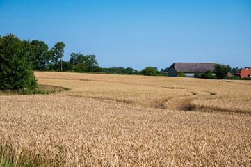 Fototapeta premium Golden wheat fields against blue sky at seaside around Neukirchen, Germany