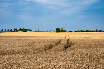 Golden wheat fields against blue sky at seaside around Neukirchen, Germany