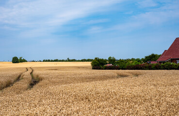 Obraz premium Golden wheat fields against blue sky at seaside around Neukirchen, Germany