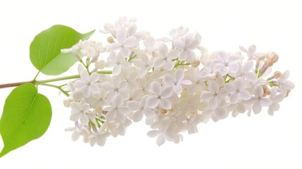 A white flower with green leaves. The flower is very delicate and has a very soft appearance
