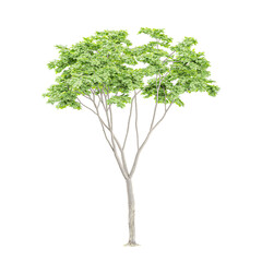 Monkey pod tree isolated on transparent Canvas