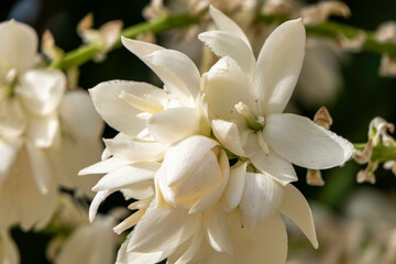 A cascade of white flowers of Yucca