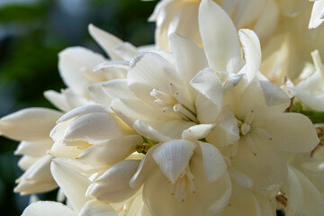 A cascade of white flowers of Yucca