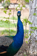 Obraz premium View of a peacock in the park