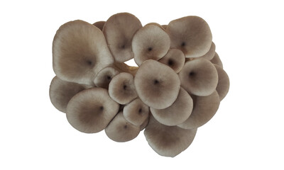 Pleurotus (Pleurotus ostreatus) , Cluster of fresh oyster mushrooms isolated on white background Macro PNG 