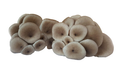 Pleurotus (Pleurotus ostreatus) , Cluster of fresh oyster mushrooms isolated on white background Macro PNG 