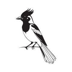 1Magpie line art vector silhouette with white Background