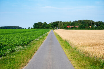 Countryroad through farmland with wheatfields around Rodby, Denmark