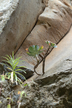Bejeque plant growing on rocky surface
